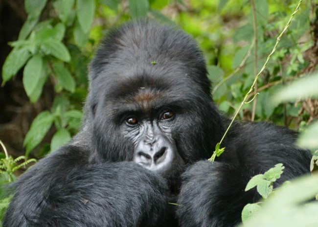 What to Gorilla eats Gorilla Families in Congo