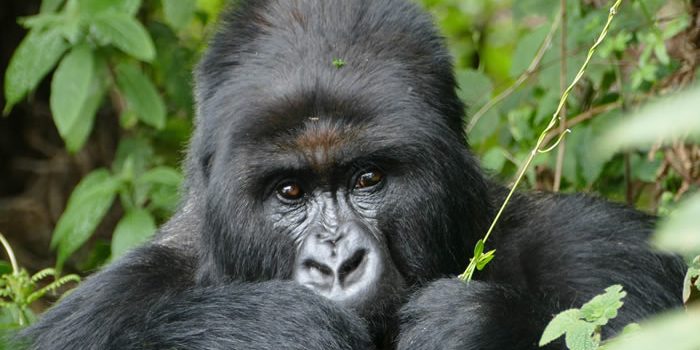 What to Gorilla eats Gorilla Families in Congo