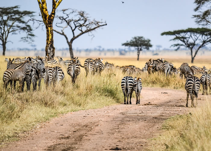 rwanda gorilla trekking safari