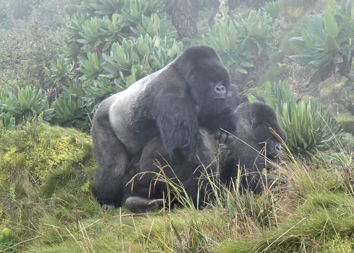 Rwanda Gorilla Trek