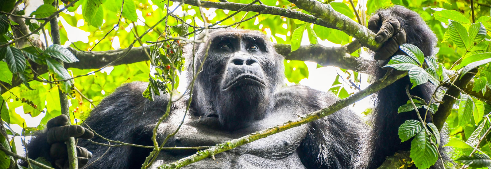 Eastern Lowland Gorillas