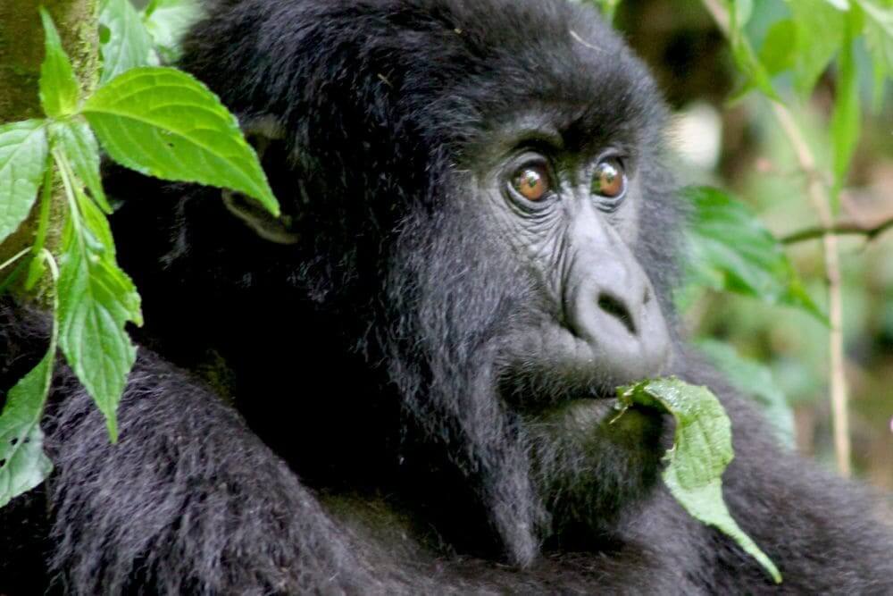 Mountain Gorilla Tour in Rwanda
