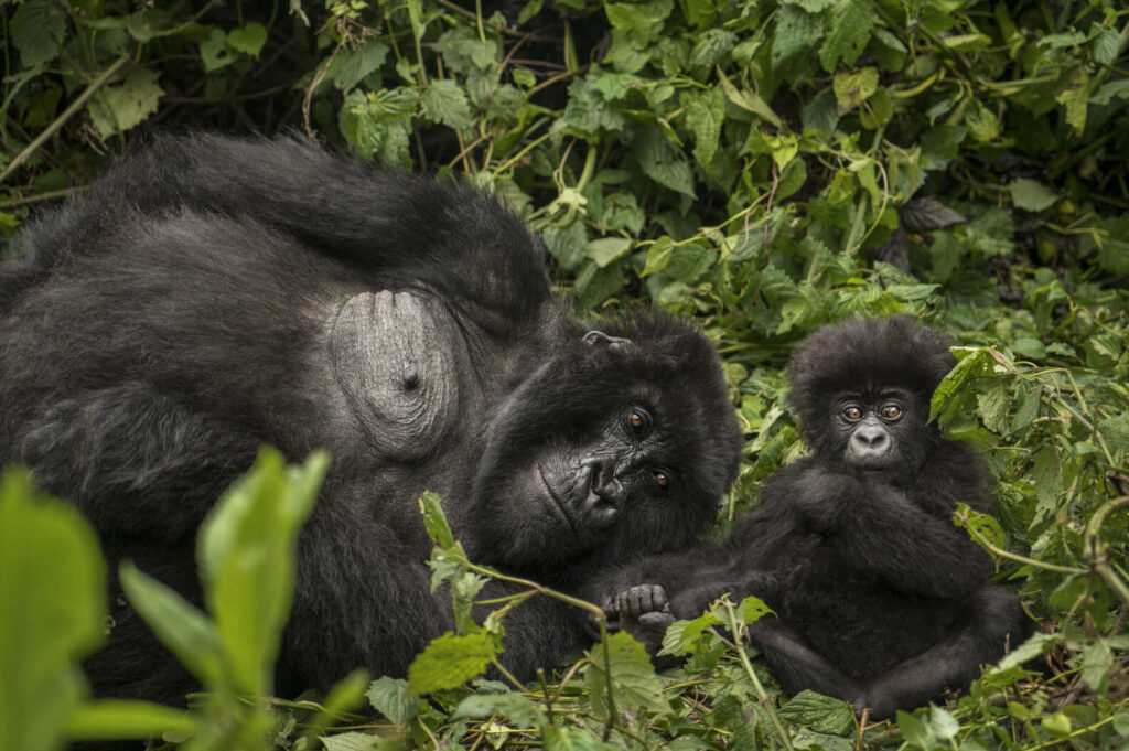 2 Days Rwanda Gorilla Trek 