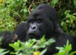 Mountain Gorilla Trekking